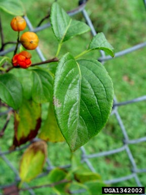 American bittersweet fruit
